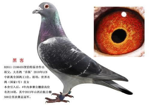 风控审核被拒什么意思 操作思路(图)