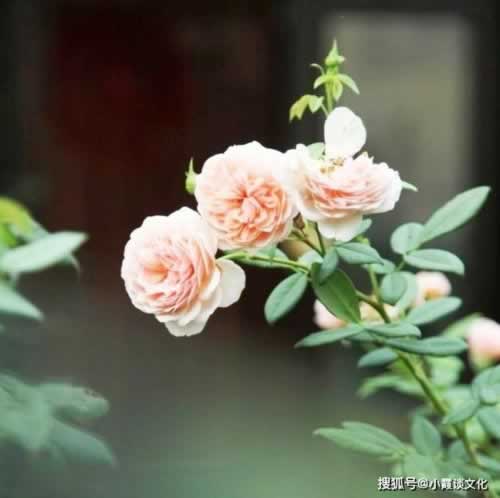 碰到被黑客服各种理由拖延出款要如何挽回（图）