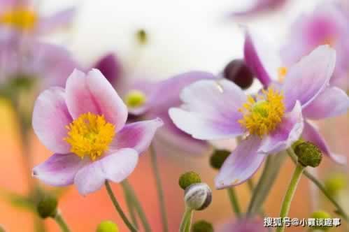 收到信息审核通过没有取款.自序(图)