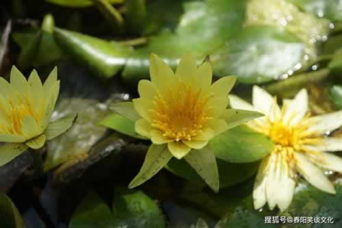 平台总说被黑还提不出款延迟 应对方法（图）